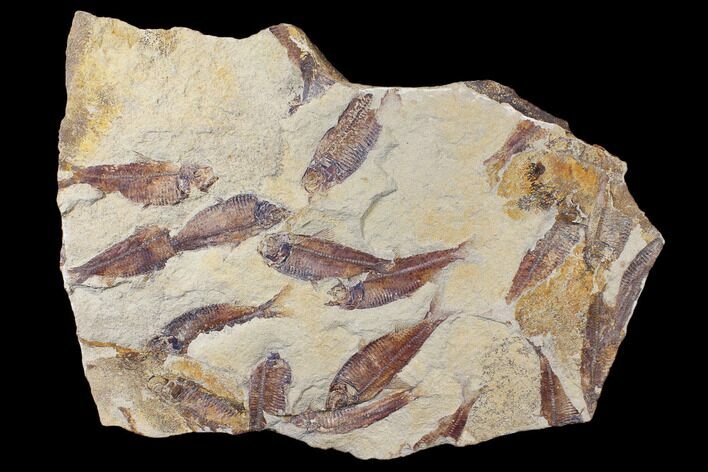 Fossil Fish (Gosiutichthys) Mortality Plate - Lake Gosiute #130057